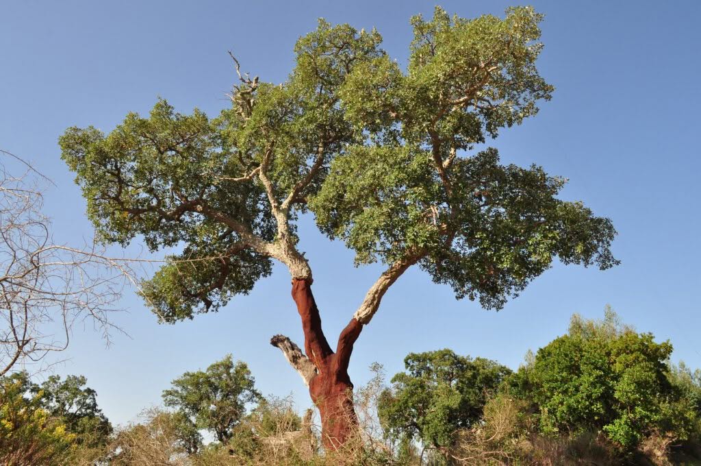 cork oak 505266 1920